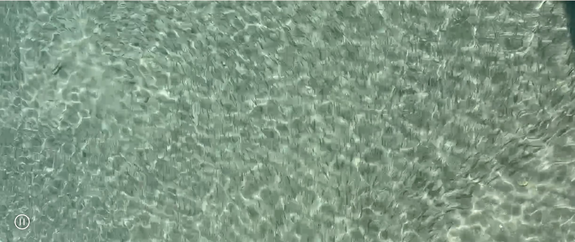 fish in water